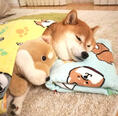 shibe 3