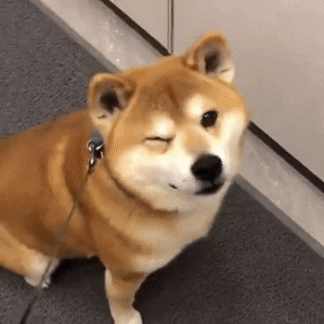 shibe